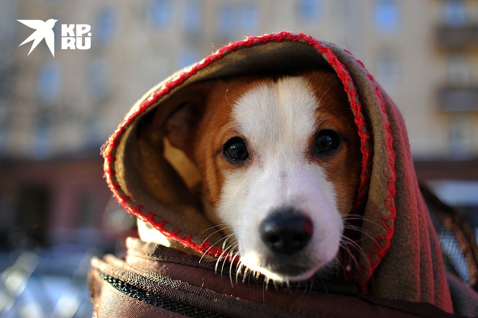    В трескучие морозы ветеринары советуют меньше гулять с питомцами Виктор ГУСЕЙНОВ