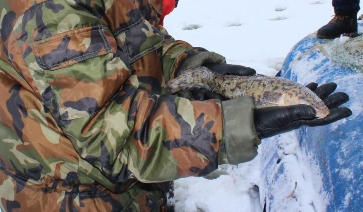     Рыбак с налимом. Источник: nobl.ru Автор фото: Правительство Нижегородской области