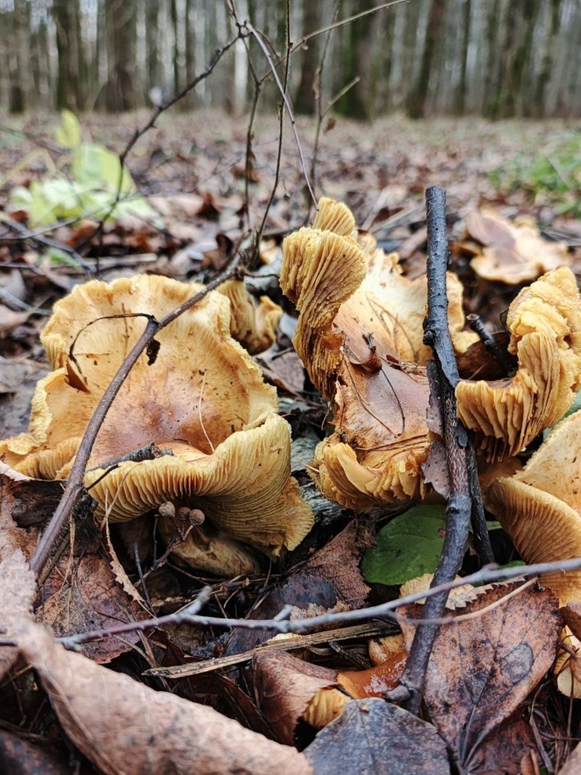 Грибы. Примечательно, что снимок сделан 7 декабря. Фото автора.