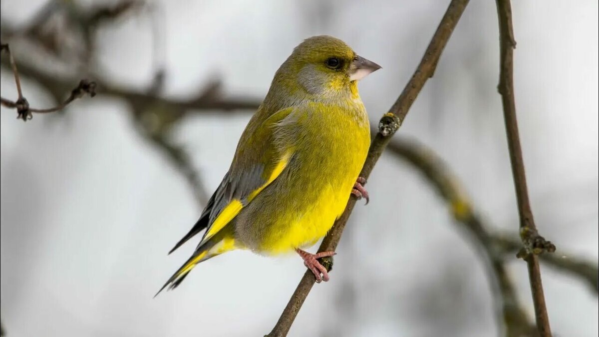 Зеленушка. Источник: Яндекс картинки.