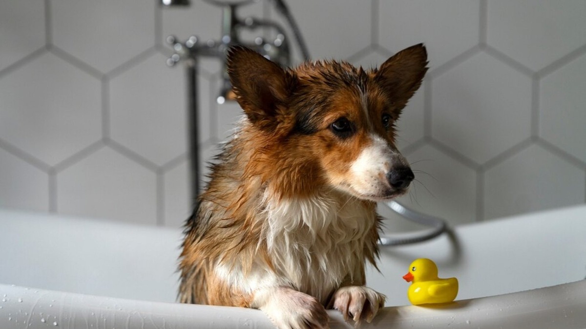    Зимой собак стоит мыть с осторожностью