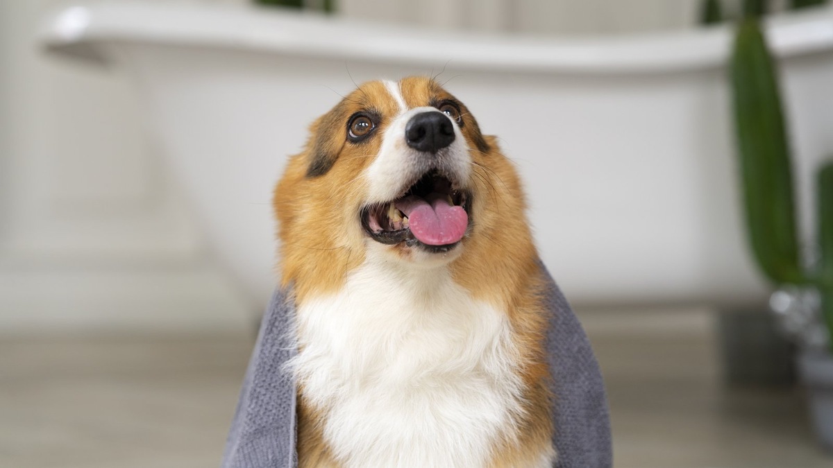    За кожей надо ухаживать не меньше, чем за шерстью питомца