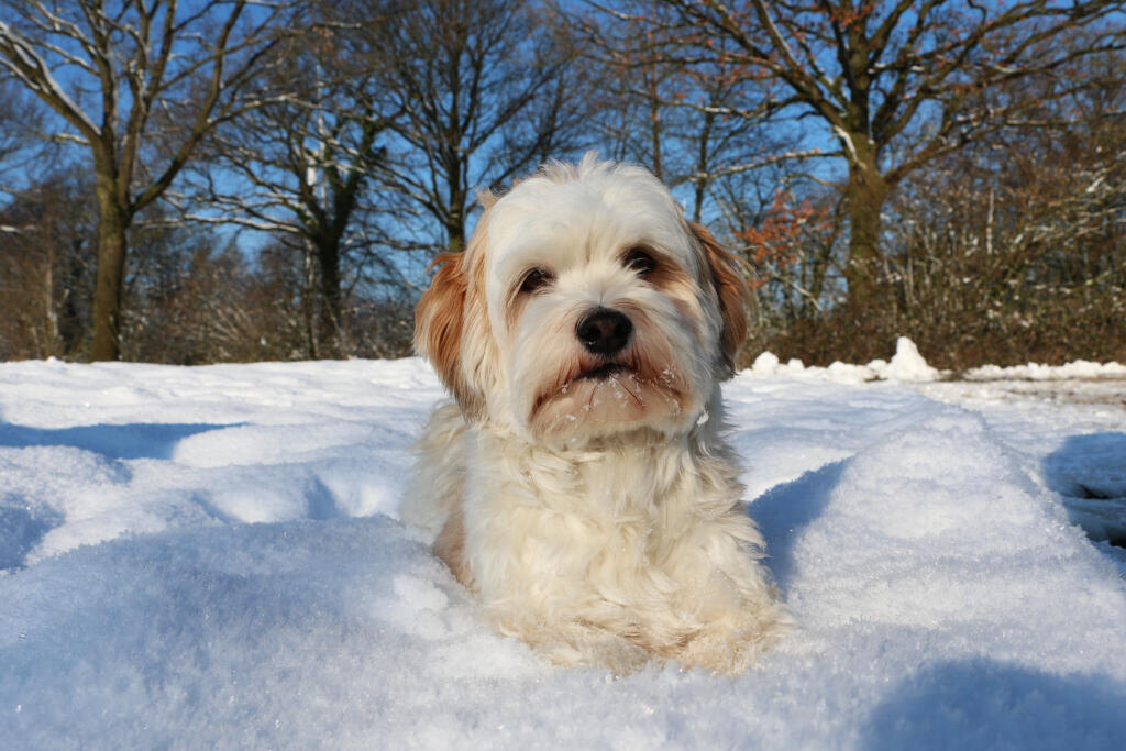    A closeup shot of a cute white fluffy puppy in the snow Журналист
