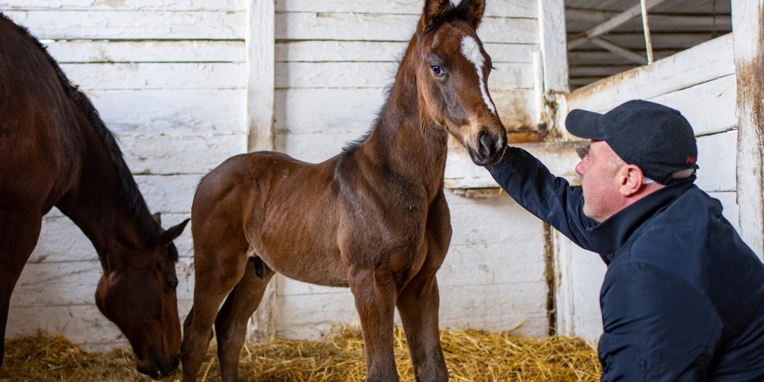 Конный завод «Восход» планирует получить рекордное количество жеребят