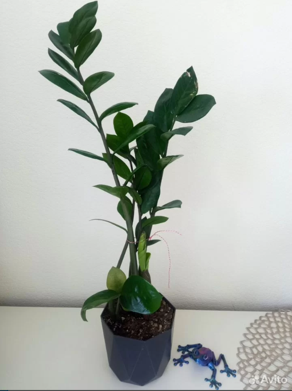 Замиокулькас Супер Нова