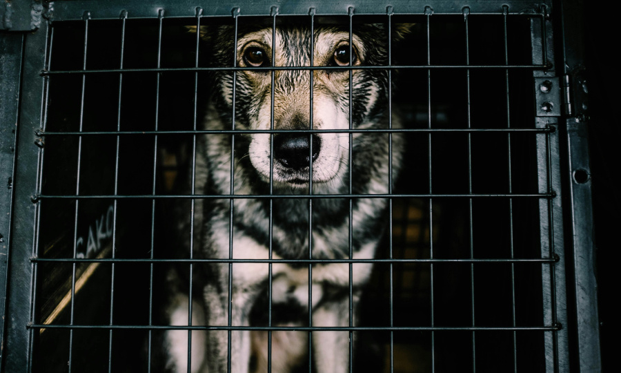 Очередной номинальный закон: камбин поддержал идею о конфискации домашних животных у тех, кто проявляет к ним жестокость