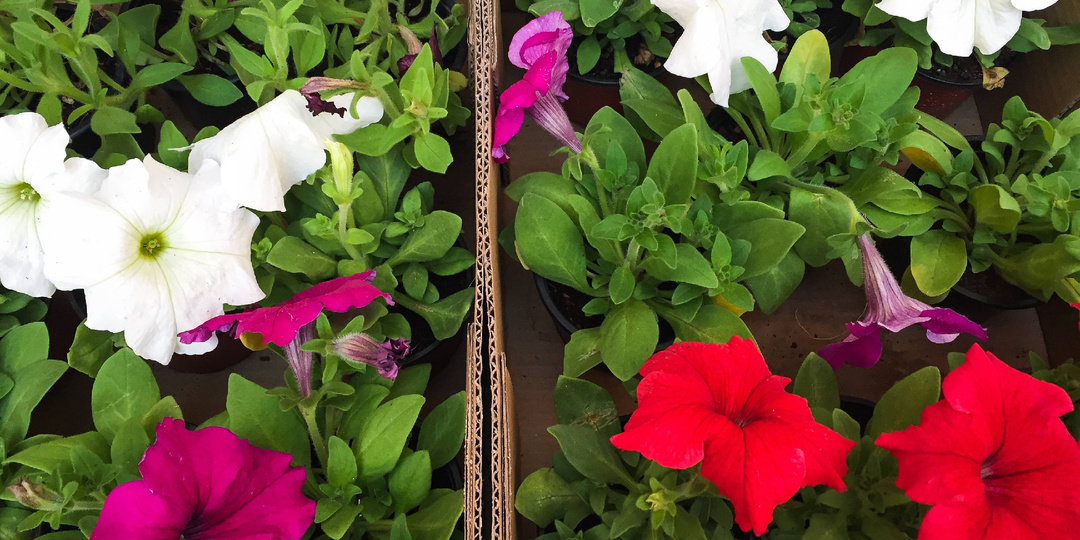 Этого рассада петунии очень не любит