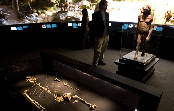    Окаменелые останки Люси, гоминида Australopithecus afarensis  Dave Einsel/Getty Images