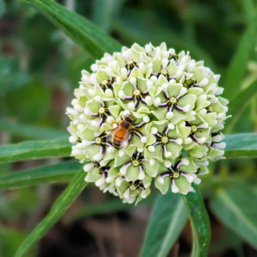 ASCLEPIAS asperula/ Фото https://www.joyfulbutterfly.com