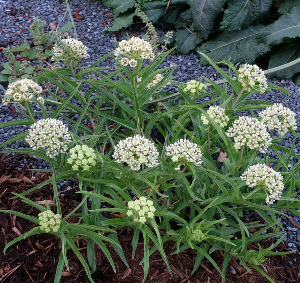 ASCLEPIAS asperula/ фото https://www.plantdelights.com