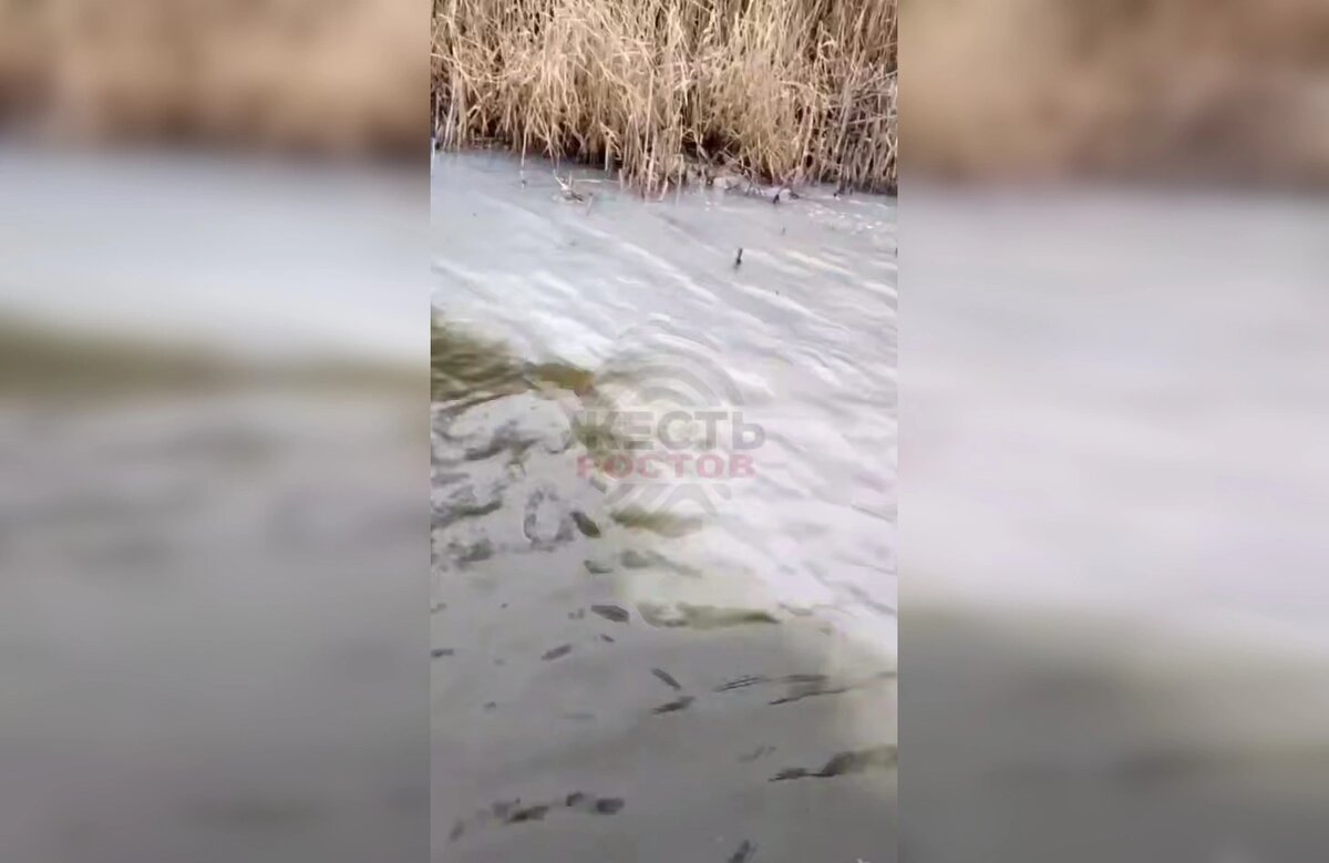    Фото: скрин из видео