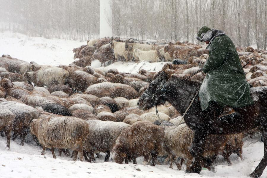 china.org.cn Зимний Выпас овец