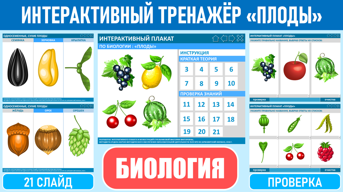 Изображения некоторых слайдов интерактивного тренажера "Плоды"