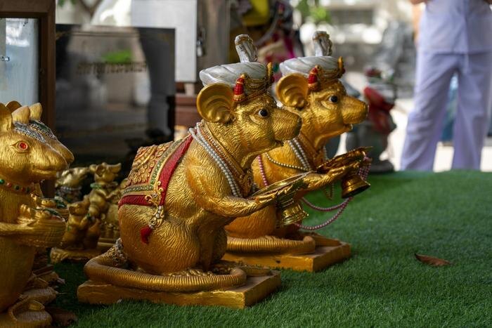 Крыса по китайскому гороскопу: что нужно знать о знаке зодиака. Фото © Shutterstock / FOTODOM / Zorrillocojo