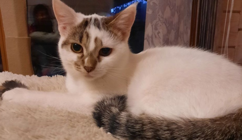 Варя все ждет, когда ее заберут. Из котенка она потихоньку уже превращается в небольшую кошечку... А семьи так и нет