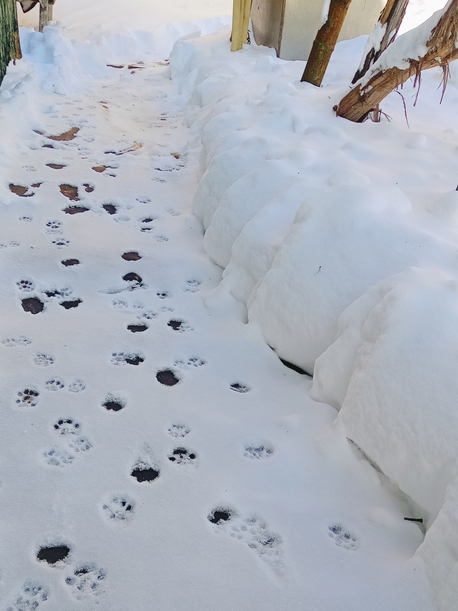 Такая толщина - сбоку - за полдня нападала!