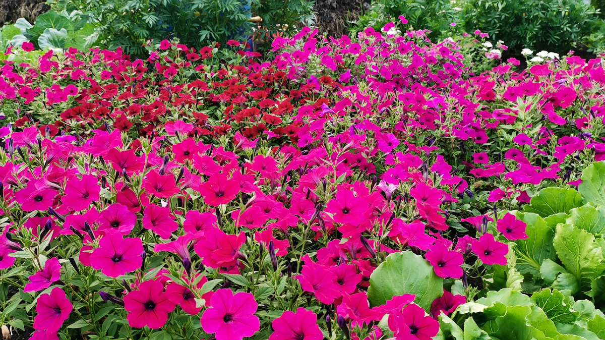 Петуния ❤️ Тайдалы. 