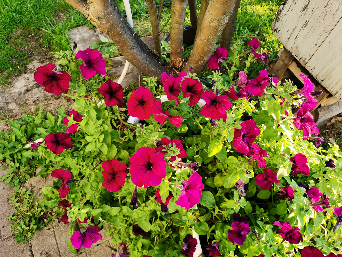 Петуния Рубиновые звезды. Седек. 