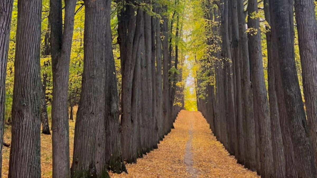 Фото: пресс-служба Комитета РТ по охране объектов культурного наследия