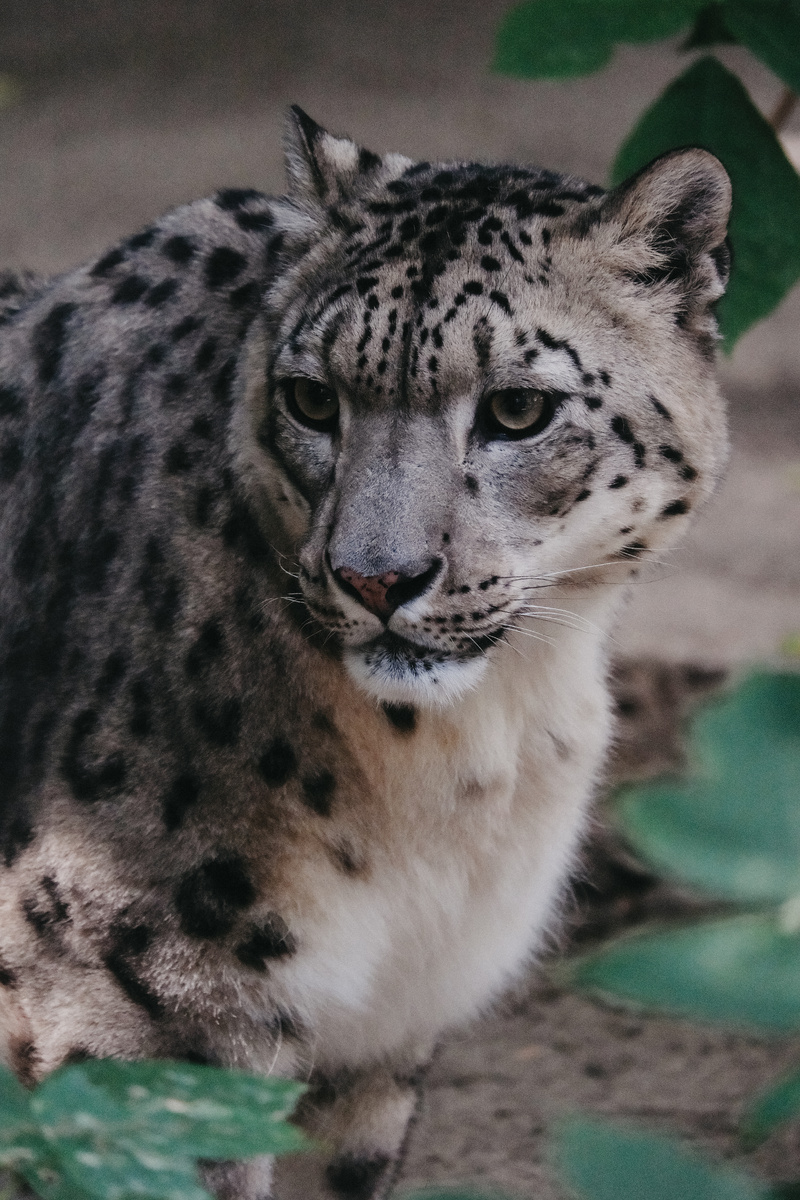 Ирбис Саян, живущий в Новосибирске, в центре Сибири, регионе, где в дикой природе снежные барсы не водятся. (с) Новосибирский зоопарк.