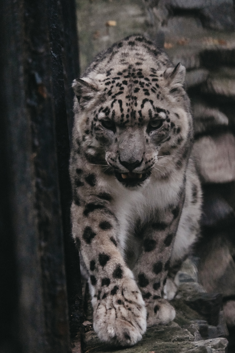 Самка по имени Нарина в своем вольере. (с) Новосибирский зоопарк.
