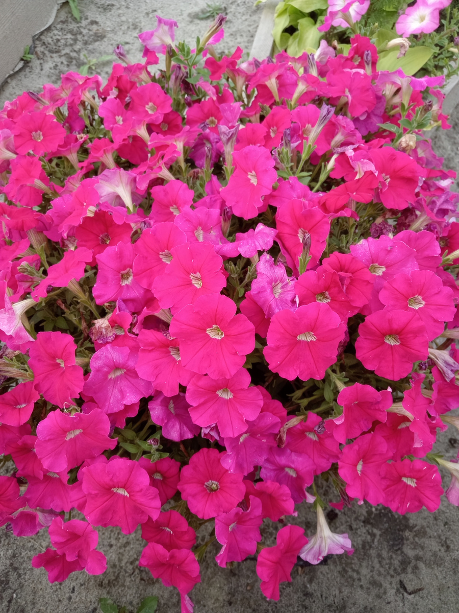 Одна из любимых серий  - Джоконда