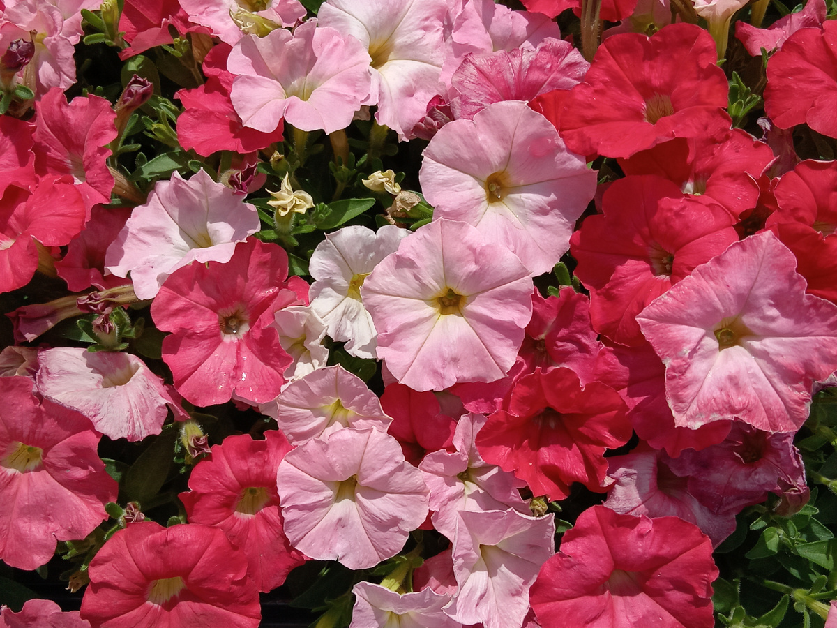 Петунии из собранных семян - всегда лотерея, но лотерея беспроигрышная!