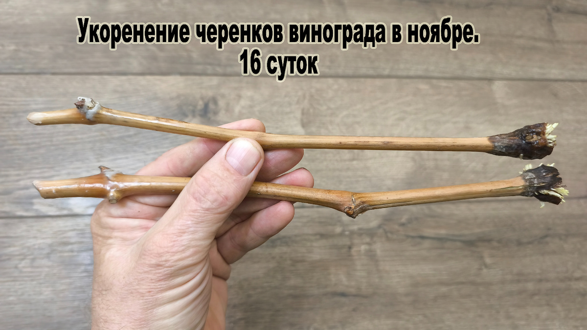 Укоренение черенков в вноябре.