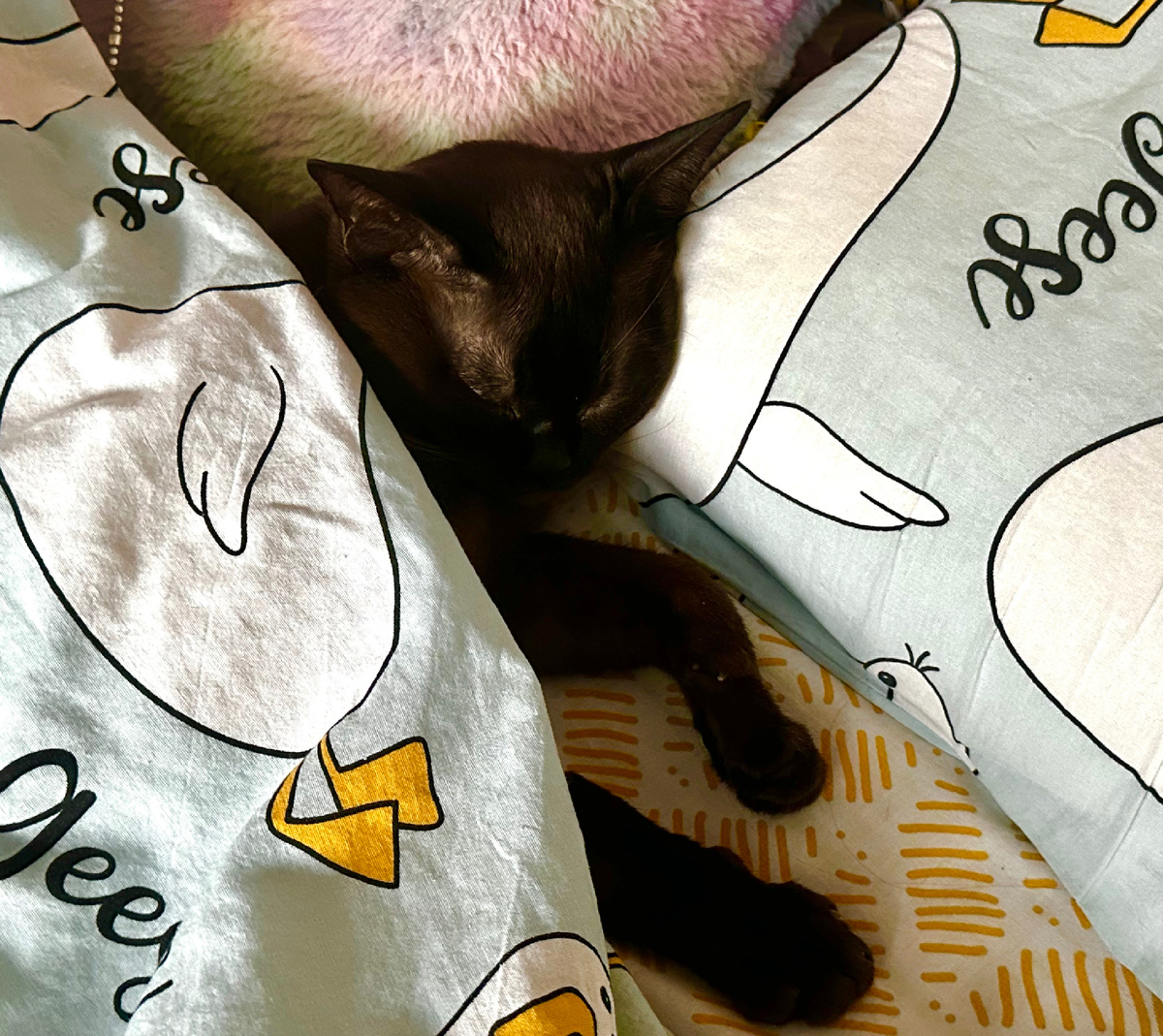 Никто не смеет будить котёныша-ребёныша