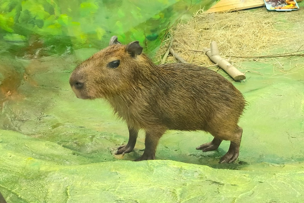    Фото: пресс-служба Екатеринбургского зоопарка