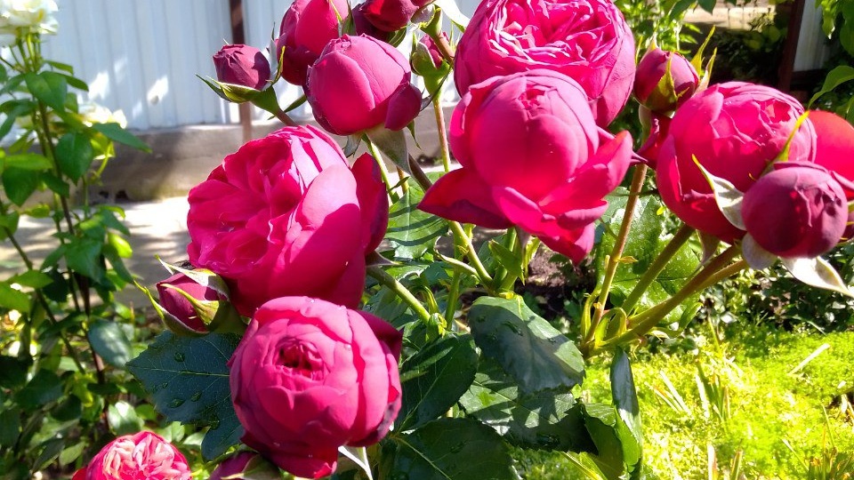 Роза "Ред Пиано" - тихая, красная чаровница!