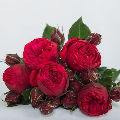 Букет из роз "Ред Пиано" фото из интернета.