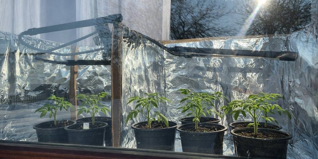 Коробка + фольга – и рассада будет расти в прохладе, даже если в квартире +25°C