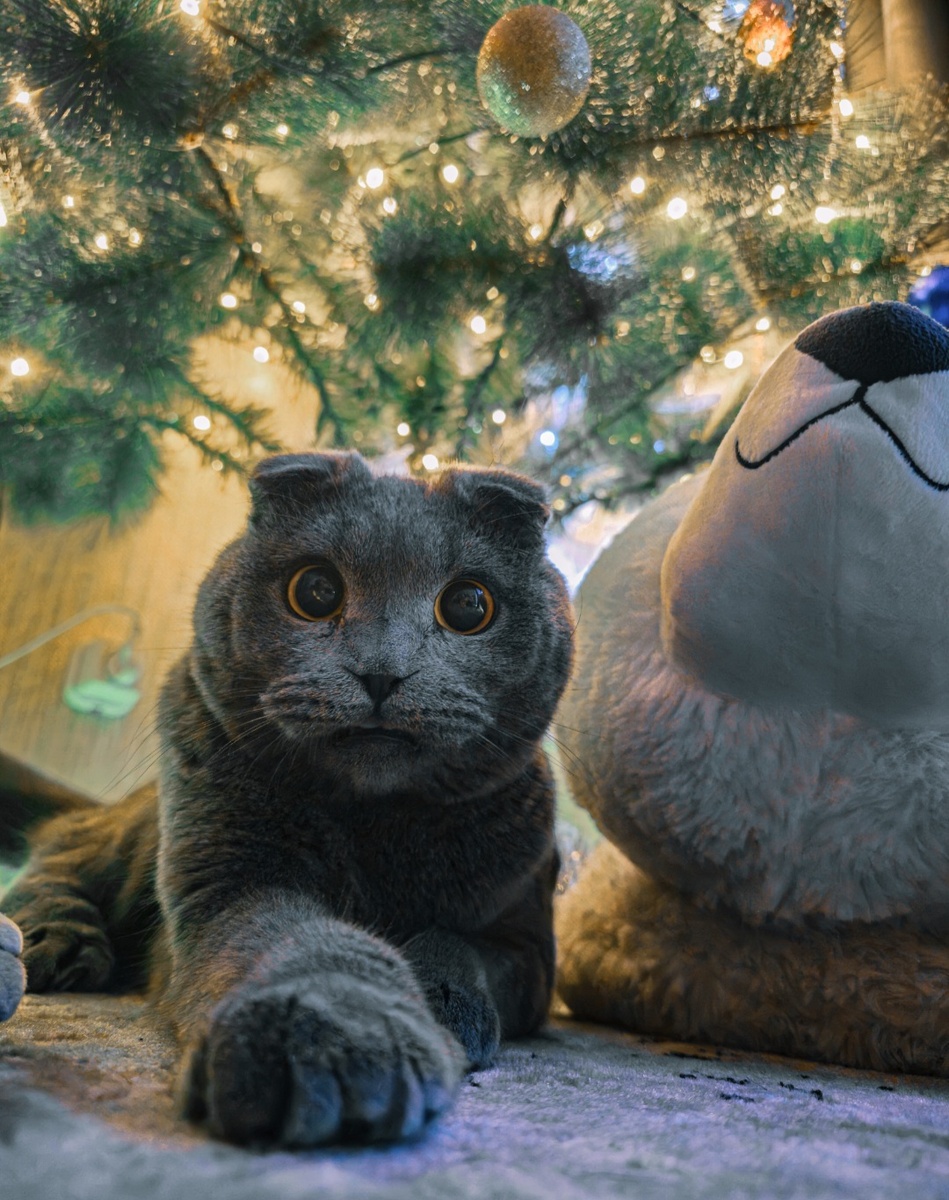 Грей показывает свою лапку