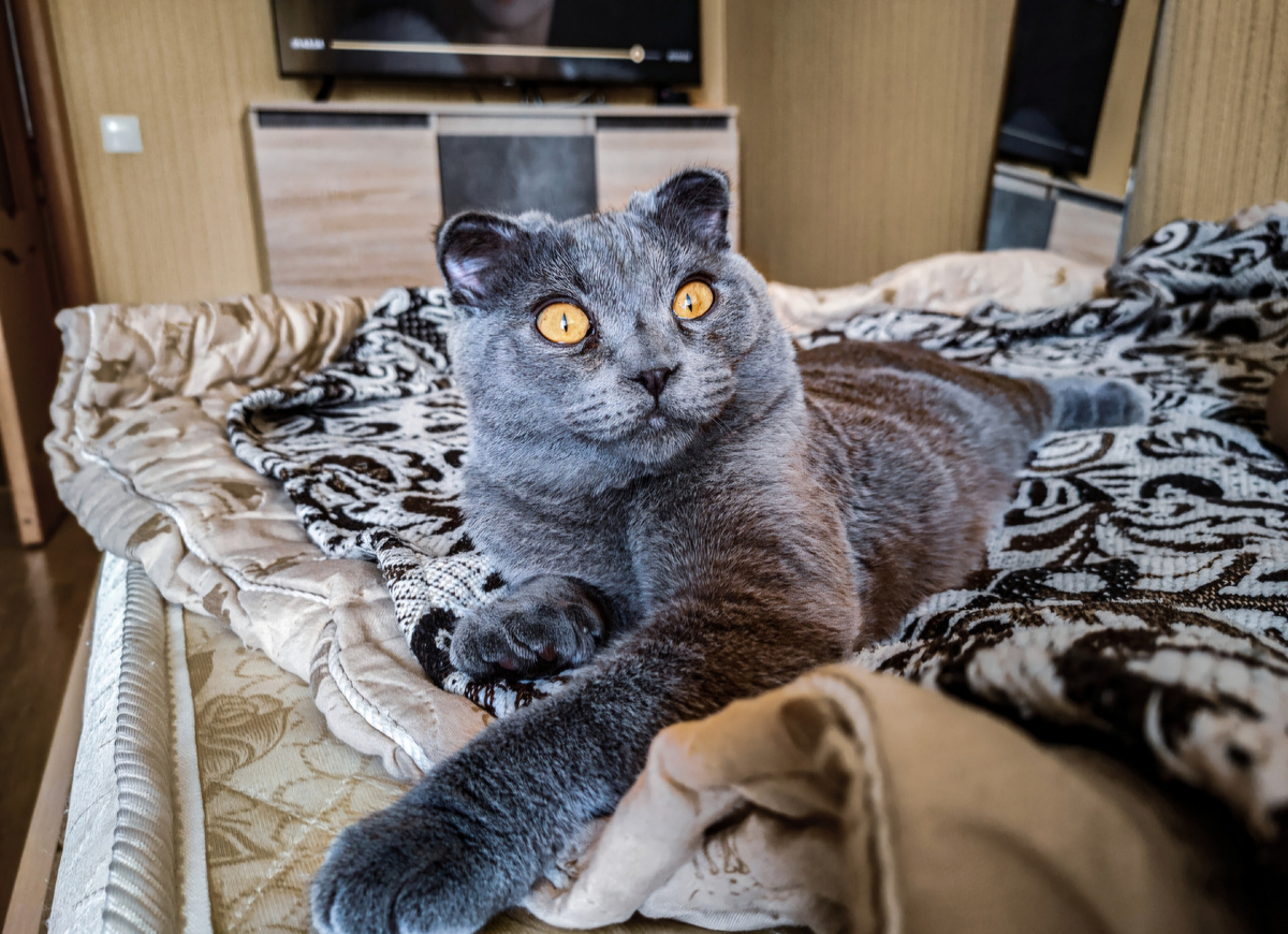 Грей снова показывает лапку