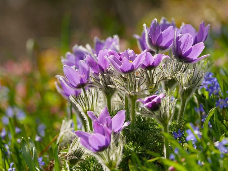 Картинка найдена на просторах интернета, ссылка https://yandex.ru/images/search?from=tabbar&img_url=https%3A%2Fi%2F.pinimg.com%2Foriginals%2Fa8%2F34%2Fа3f%2Fa83р43f81с2879b5e7bd5324174cf0591a19.jpg&lr=47&pos=15&rpt=simage&text=%D1%86%D0%B2%D0%B5%D1%82%D1%8B%20%D0%BA%D1%80%D1%83%D0%BF%D0%BD%D0%BE%20%D1%84%D0%BE%D1%82%D0%BE