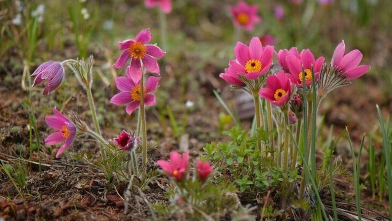 Картинка найдена на просторах интернета, ссылка https://yandex.ru/images/search?from=tabbar&img_url=https%3A%2Fi%2F.pinimg.com%2Foriginals%2Fa8%2F34%2Fа3f%2Fa83р43f81с2879b5e7bd53274cf054091a19.jpg&lr=47&pos=15&rpt=simage&text=%D1%86%D0%B2%D0%B5%D1%82%D1%8B%20%D0%BA%D1%80%D1%83%D0%BF%D0%BD%D0%BE%20%D1%84%D0%BE%D1%82%D0%BE