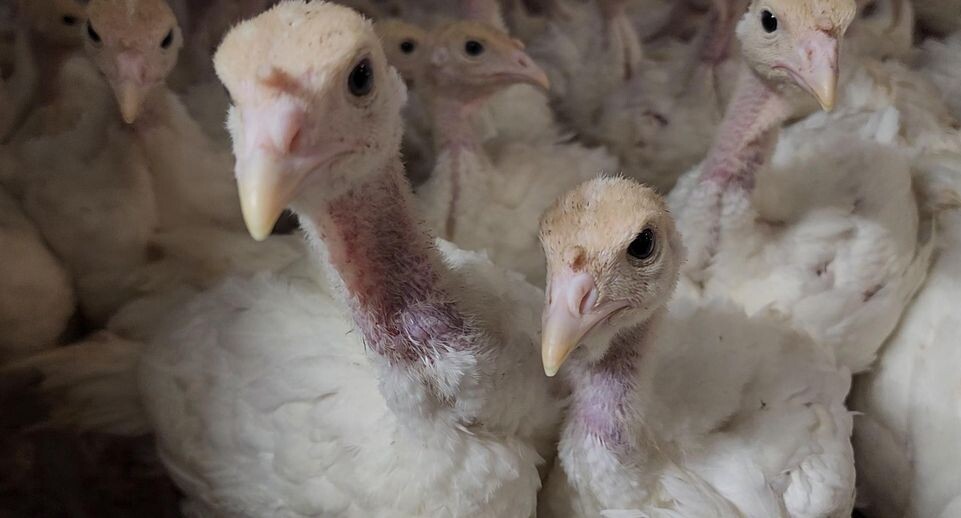    Юлия Андросова