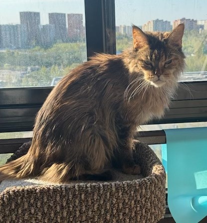 Дольченька