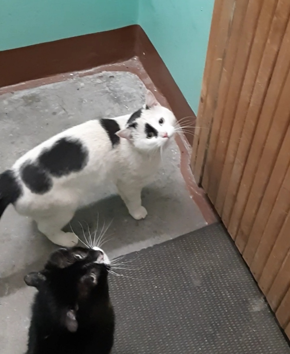 Здрасти, заборы покрасти! Открывайте ворота! Ждём уже целый час, два дня идёте! Рыбов всех уже утащили!