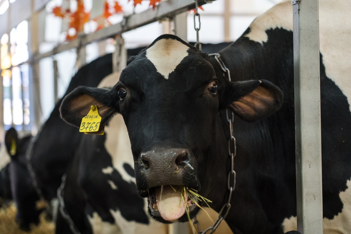 Корова не приходит в охоту после отела: что делать? Фото: Александр Плонский / «ВиЖ»