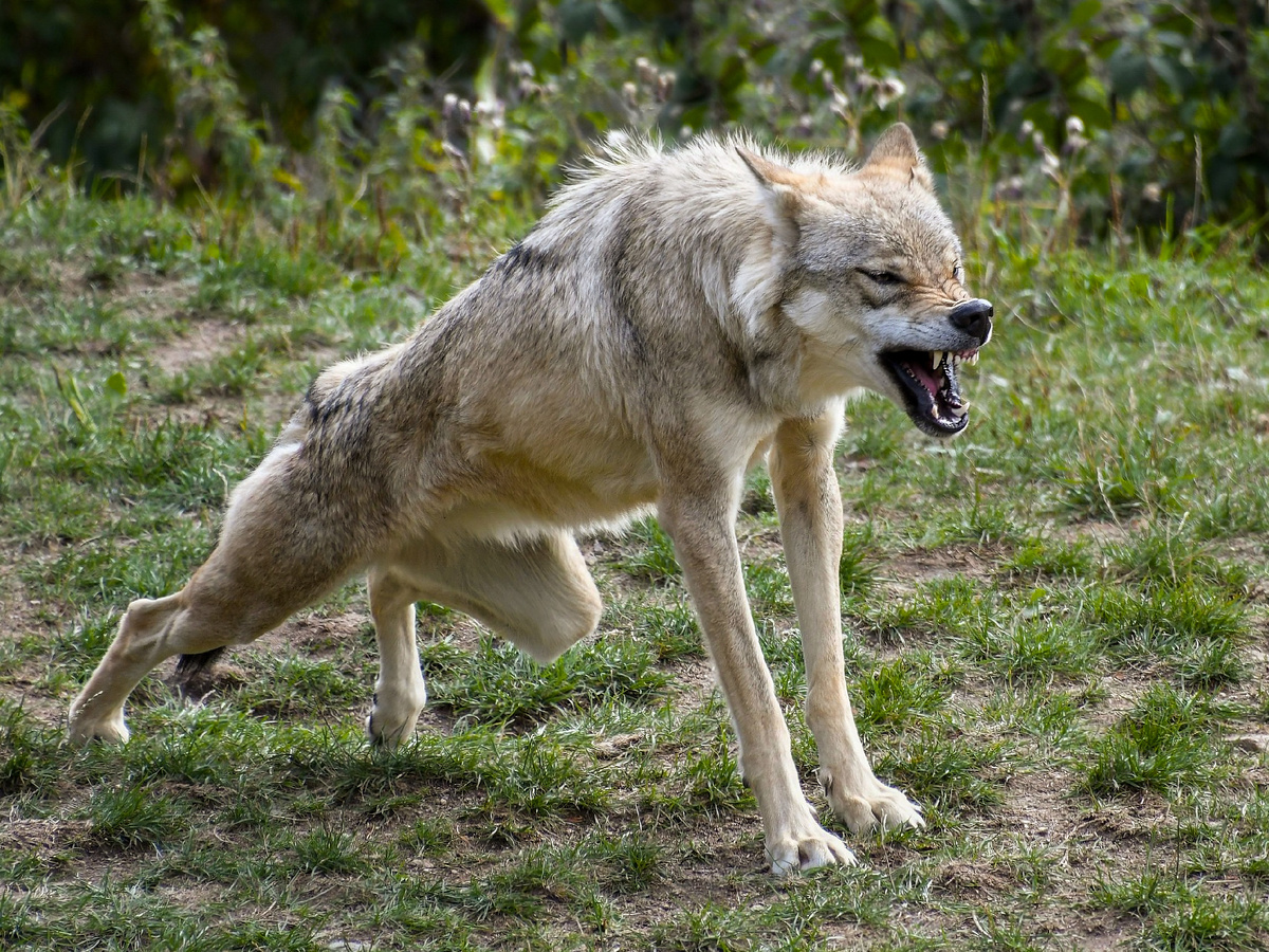 Средняя продолжительность жизни волка в дикой природе — около 4–5 лет. «Умные» стратегии поведения позволяют отдельным Серым доживать до 12–15 лет!