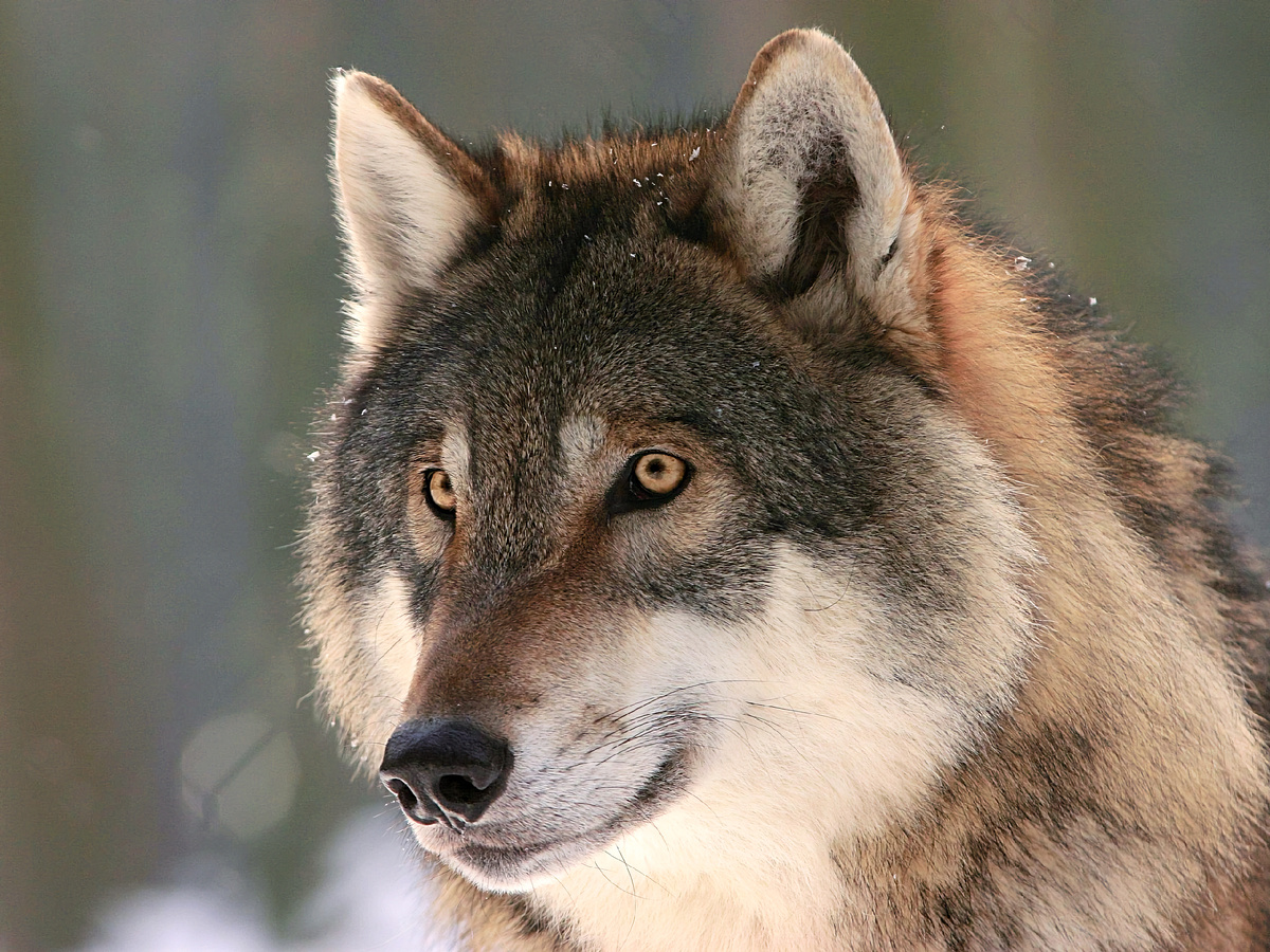 Мозг волка примерно на 15–30% крупнее мозга собаки аналогичного размера. Особенно развиты лобные доли, отвечающие за планирование и сложное социальное поведение. По этой причине волки превосходят собак в любой групповой работе. Например, когда нужно одновременно потянуть за верёвки, чтобы получить провизию!