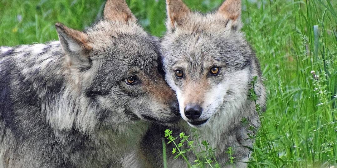 Забудьте про альфа-самцов: какого волка на самом деле выбирает волчица