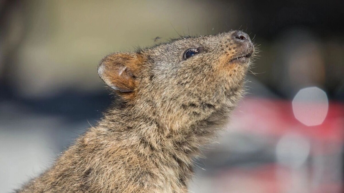    Пушистые «гадалки» в Ростове   freepik / freepik.com