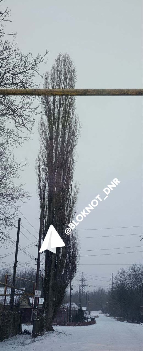 Тополь, который «вобрал» в себя электропроводку Фото: «Блокнот Донецк» 