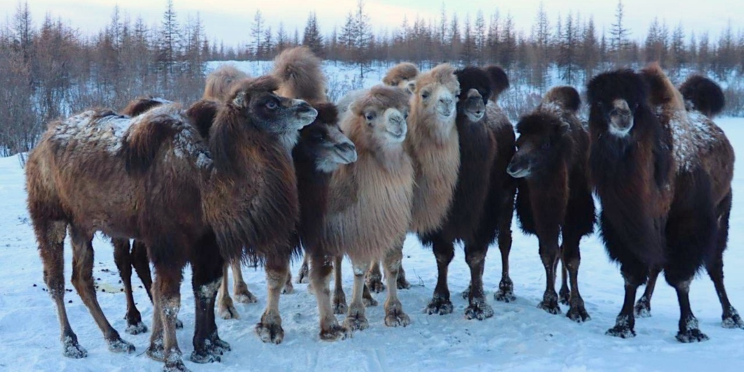 Как зимуют животные Плейстоценового парка Якутии? В этом году снега, мороза, северного сияния и перепадов температур больше, чем обычно