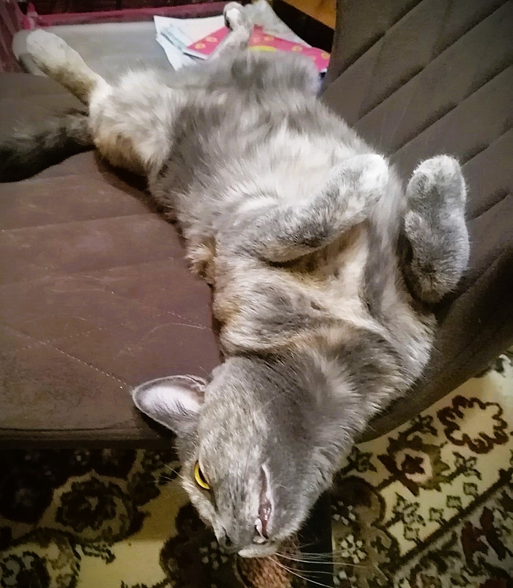 А это Муся, её сестра. Чистокровная чеширская кошка. Фото автора 