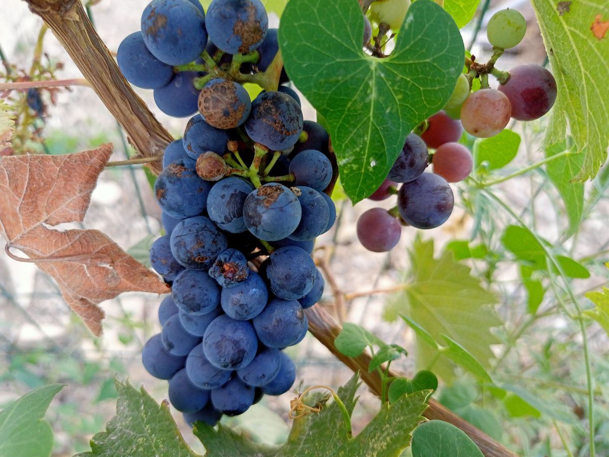 Просто виноград для настроения