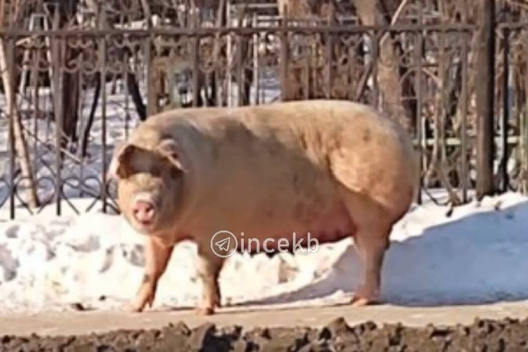    Фото: скриншот с видео | паблик "Инцидент Екатеринбург"